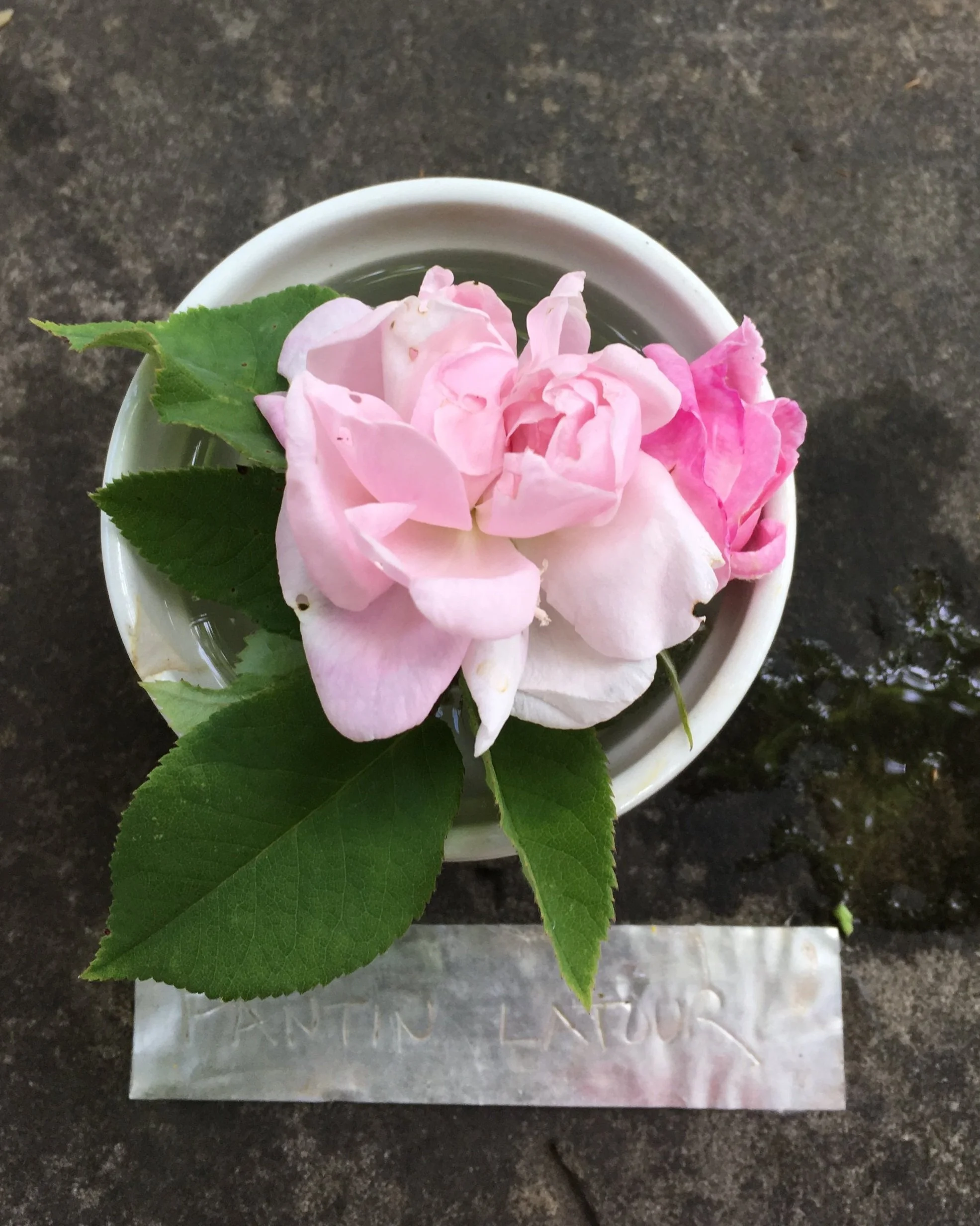 Fantin Latour Rose — Corn Hill Nursery